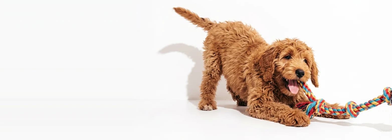 Un cachorro jugando con una cuerda de colores